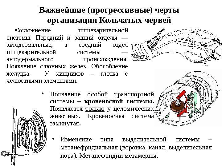  • Усложнение пищеварительной системы.  Передний и задний отделы — эктодермальные,  а