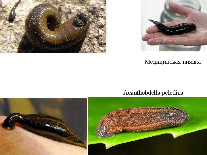 Acanthobdella peledina Медицинская пиявка 