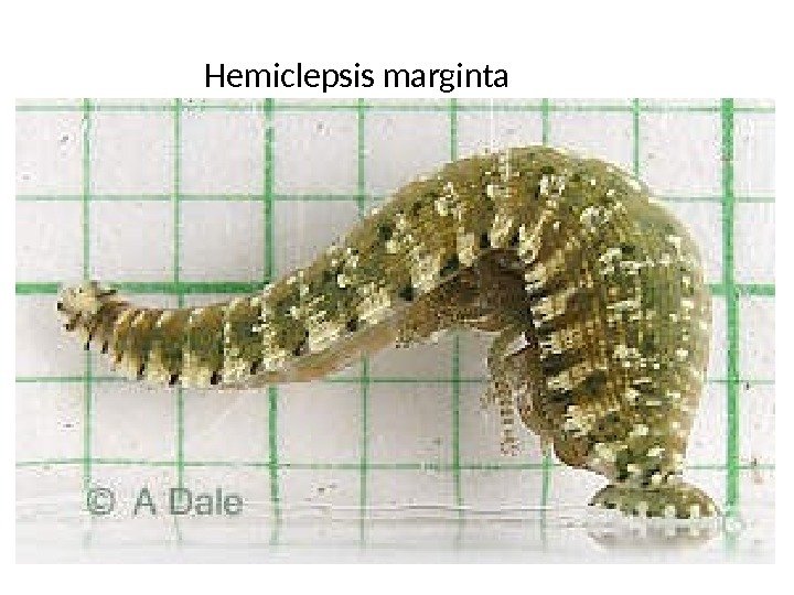 Hemiclepsis marginta 