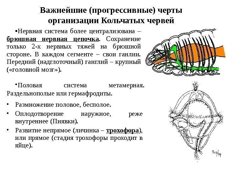  • Нервная система более централизована – брюшная нервная цепочка.  Сохранение только 2