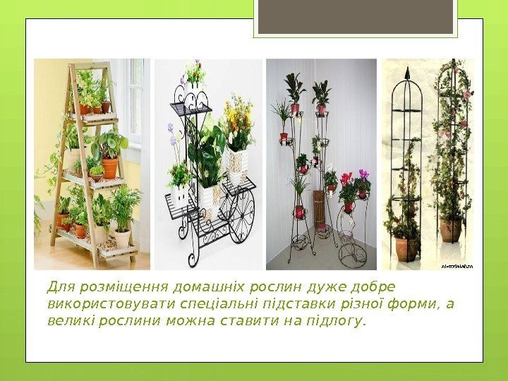 Для розміщення домашніх рослин дуже добре використовувати спеціальні підставки різної форми, а великі рослини
