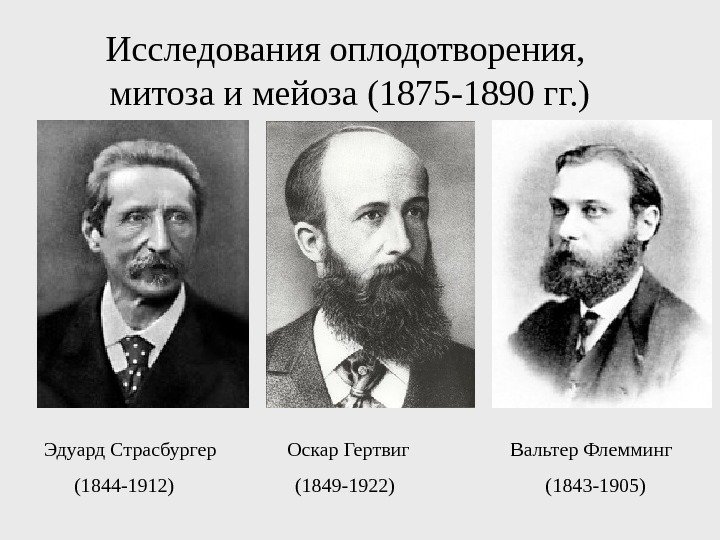 Исследования оплодотворения,  митоза и мейоза (1875 -1890 гг. ) Эдуард Страсбургер  