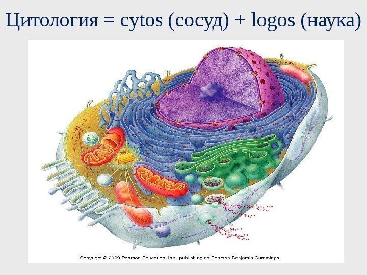 Цитология = cytos ( сосуд) + logos ( наука)  