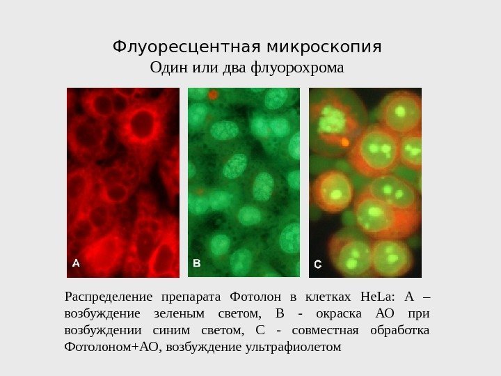 Флуоресцентная микроскопия Один или два флуорохрома Распределение препарата Фотолон в клетках He. La :