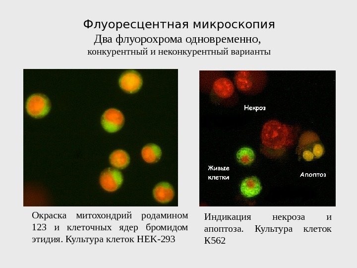 Окраска митохондрий родамином 123 и клеточных ядер бромидом этидия. Культура клеток HEK - 293