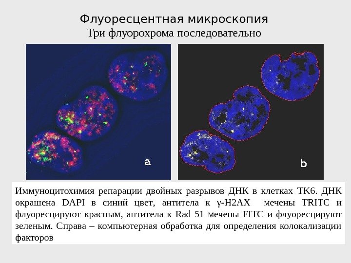 Флуоресцентная микроскопия Три флуорохрома последовательно Иммуноцитохимия репарации двойных разрывов ДНК в клетках TK 6.