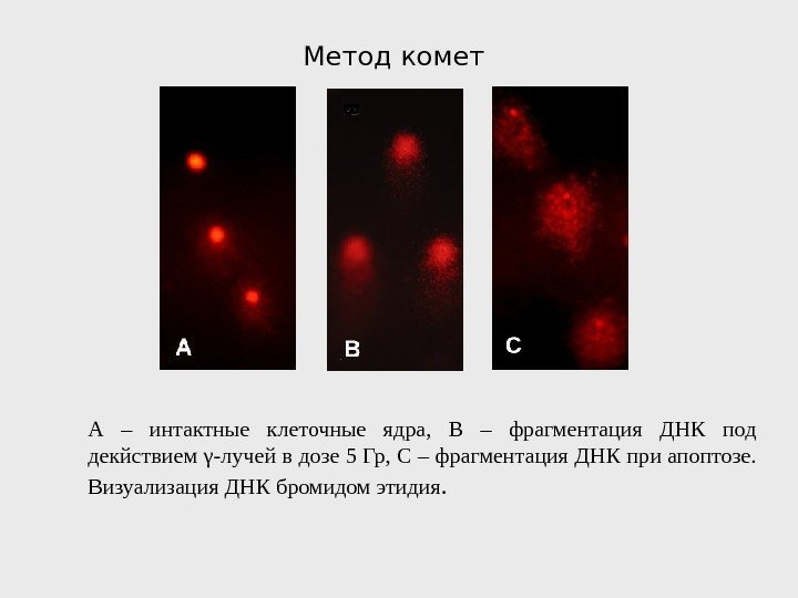 Метод комет А – интактные клеточные ядра,  В – фрагментация ДНК под декйствием