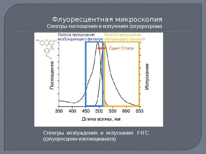  Флуоресцентная микроскопия Спектры поглощения и излучения флуорохрома  Спектры возбуждения и испускания 
