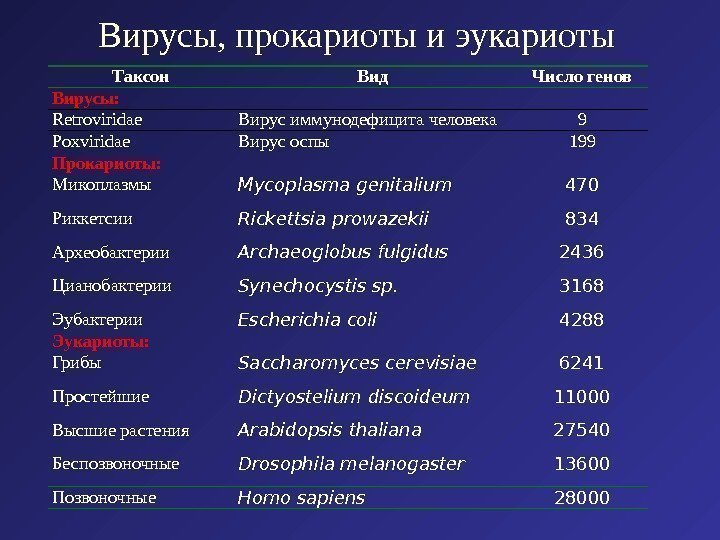 Вирусы, прокариоты и эукариоты Таксон Вид Число генов Вирусы:  Retroviridae Вирус иммунодефицита человека