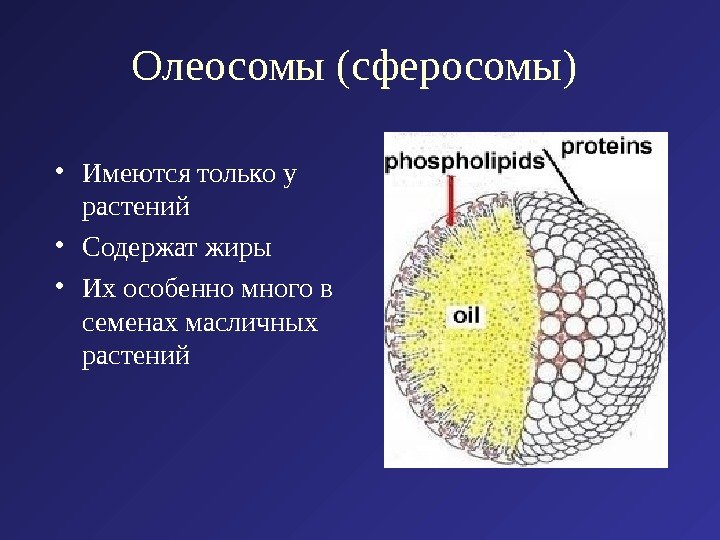 Олеосомы (сферосомы) • Имеются только у растений • Содержат жиры • Их особенно много