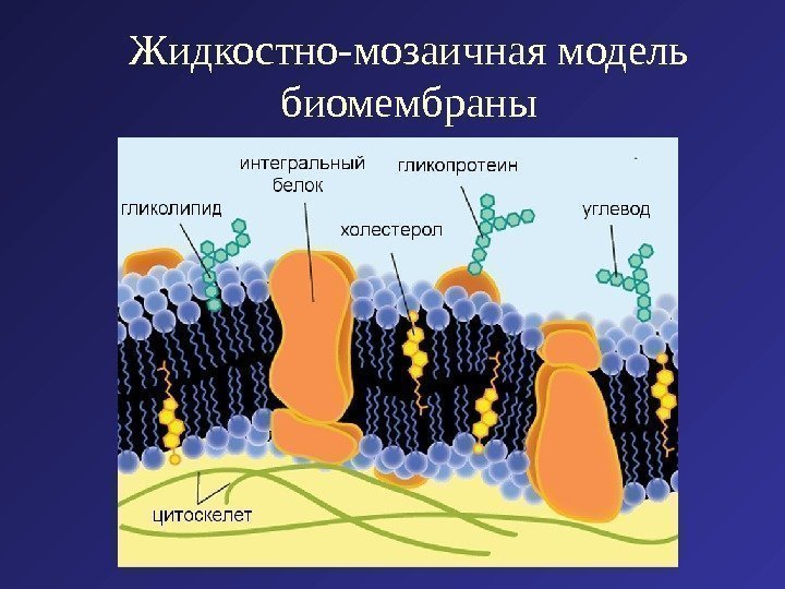 Жидкостно-мозаичная модель биомембраны 