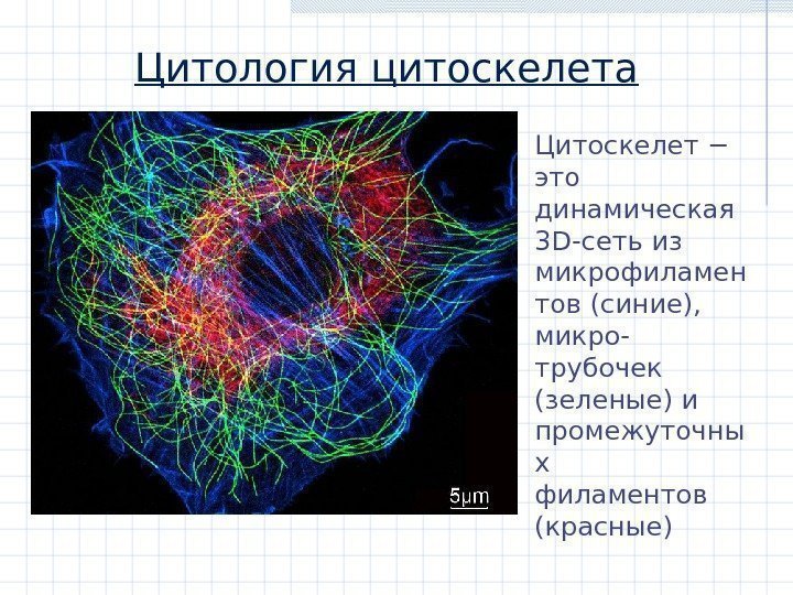Цитология цитоскелета Цитоскелет − это динамическая 3 D- сеть из микрофиламен тов (синие), 