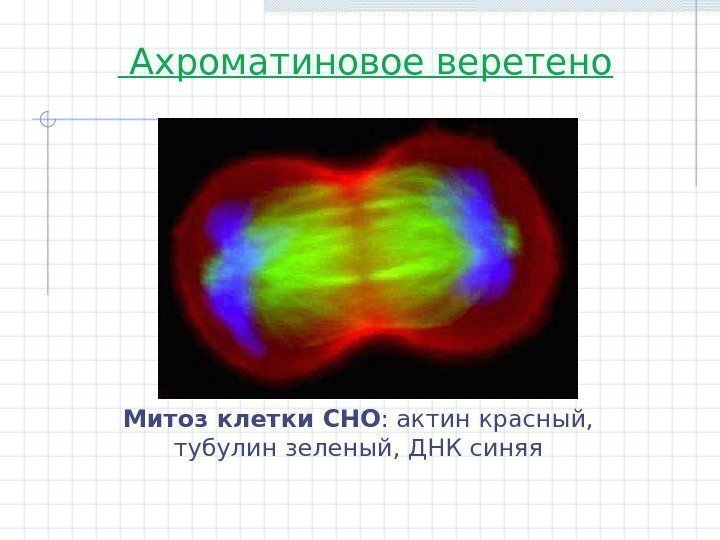  Ахроматиновое веретено Митоз клетки CHO : актин красный,  тубулин зеленый, ДНК синяя