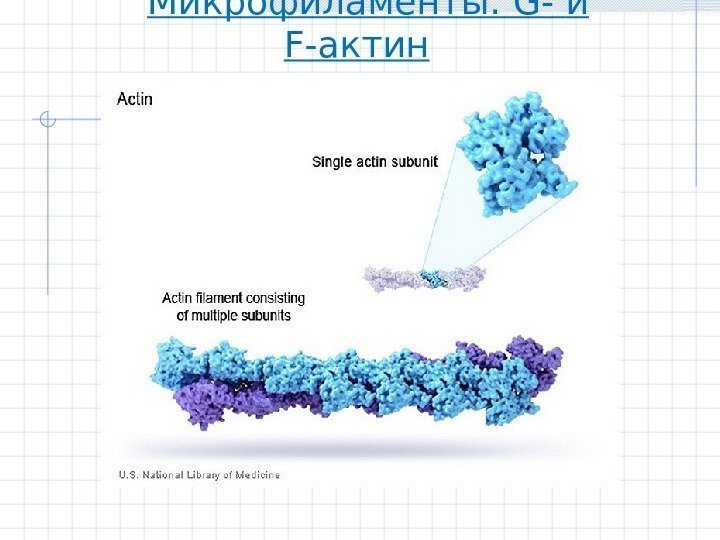   Микрофиламенты:  G- и F- актин 