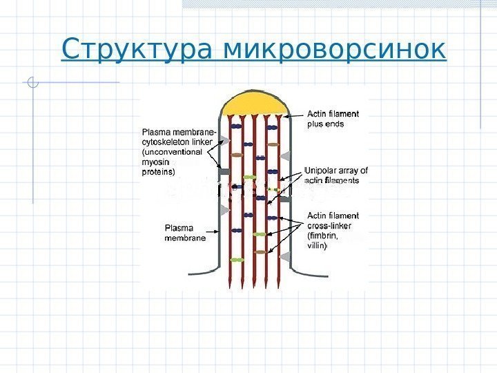 Структура микроворсинок 