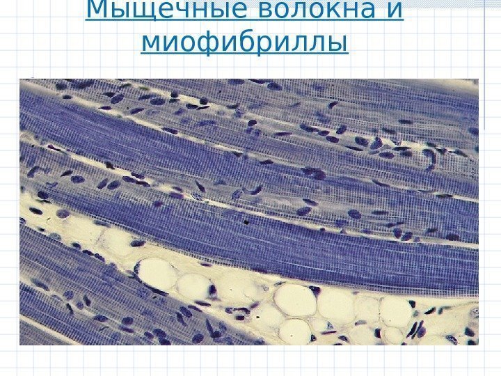 Мыщечные волокна и миофибриллы 