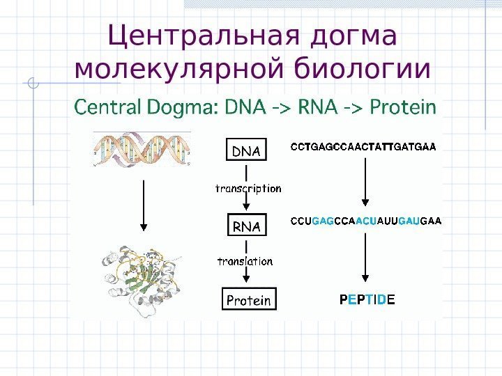 Центральная догма молекулярной биологии 