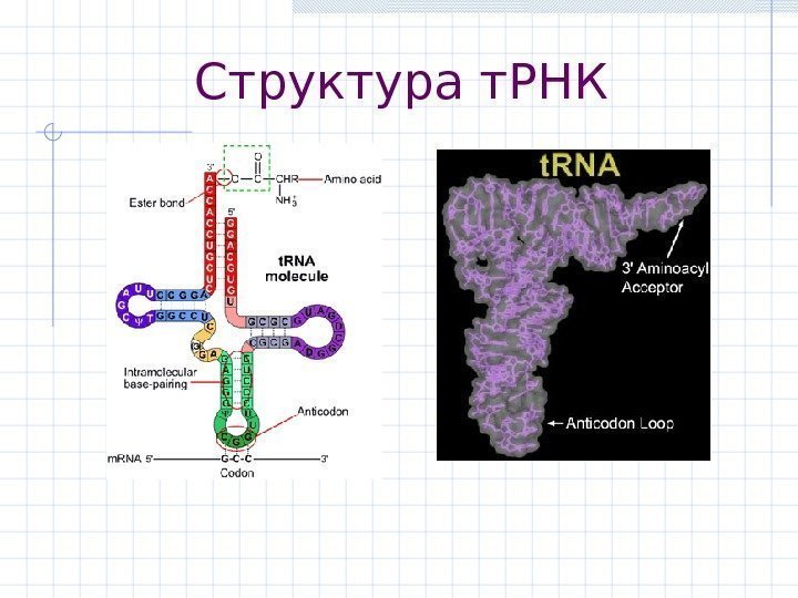 Структура т. РНК 