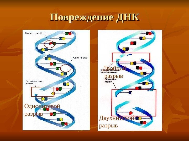   Повреждение ДНК Однонитевой  разрыв Двойной  разрыв Двухнитевой разрыв 
