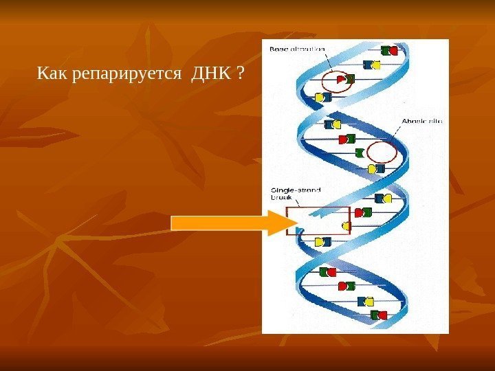   Как репарируется ДНК ? 