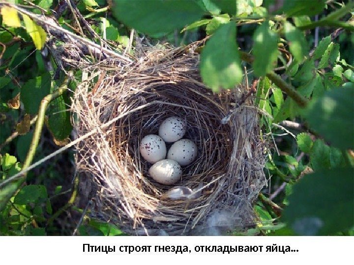 Птицы строят гнезда, откладывают яйца… 