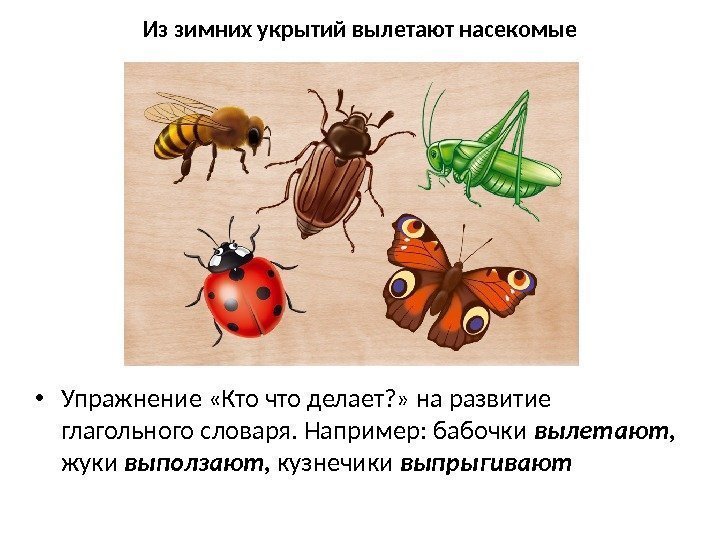 Из зимних укрытий вылетают насекомые • Упражнение «Кто что делает? » на развитие глагольного