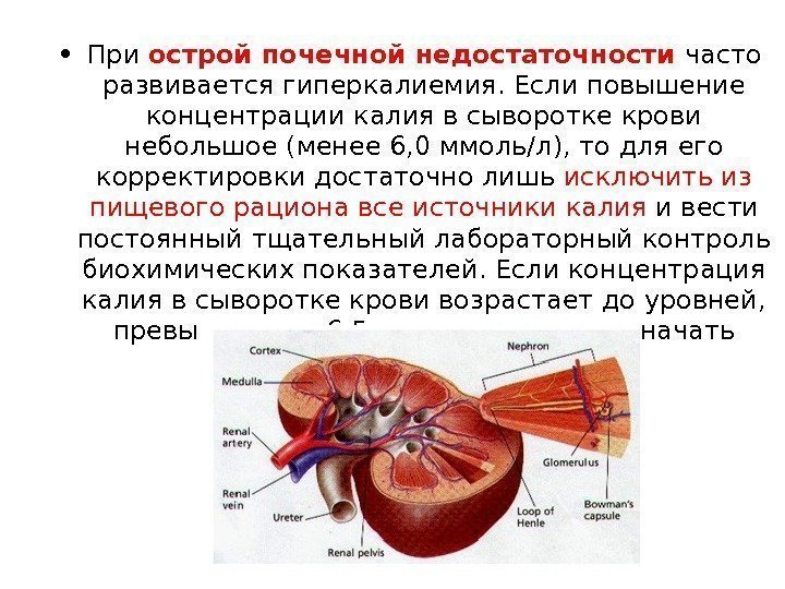 Острая почечная недостаточность острого периода. Преренальные факторы острой почечной недостаточности. Острая почечная недостаточность (ОПН). Почки при острой почечной недостаточности. Острая почечная недостаточность гиперкалиемия.