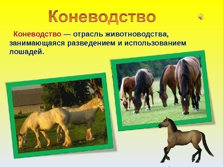   Коневодство — отрасль животноводства,  занимающаяся разведением и использованием лошадей. 
