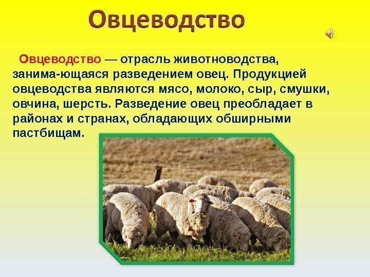   Овцеводство  — отрасль животноводства,  занима-ющаяся разведением овец. Продукцией овцеводства являются
