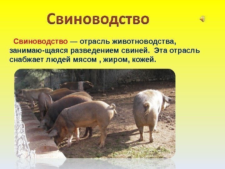   Свиноводство — отрасль животноводства,  занимаю-щаяся разведением свиней.  Эта отрасль снабжает