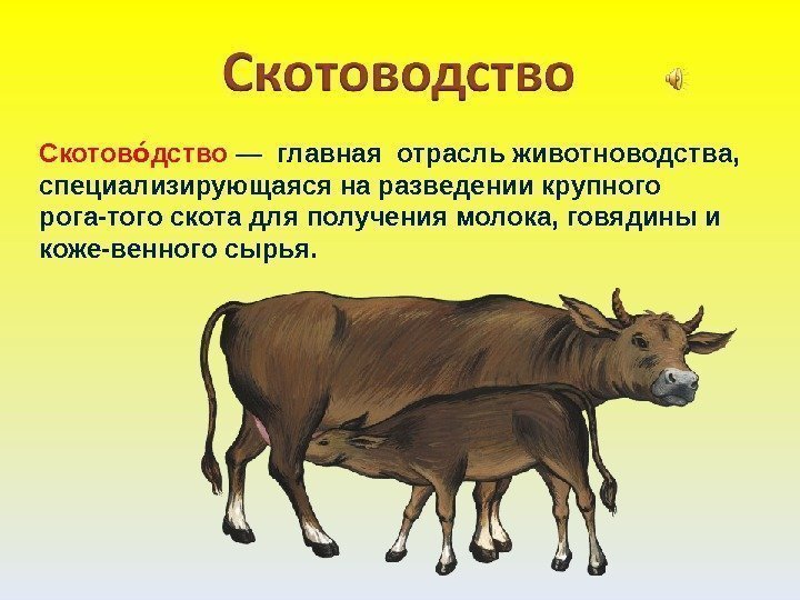 Скотов дствооо — главная отрасль животноводства,  специализирующаяся на разведении крупного рога-того скота для