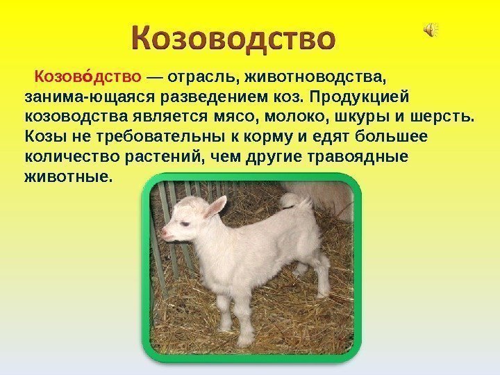   Козов дствооо — отрасль, животноводства,  занима-ющаяся разведением коз. Продукцией козоводства является