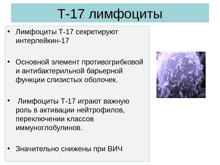 Т-17 лимфоциты • Лимфоциты Т-17 секретируют интерлейкин-17 • Основной элемент противогрибковой и антибактерильной барьерной