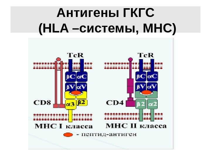 Антигены ГКГС ( HLA – системы,  MHC ) 