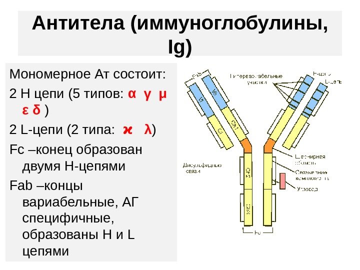 Антитела (иммуноглобулины,  Ig) Мономерное Ат состоит: 2 Н цепи (5 типов:  α