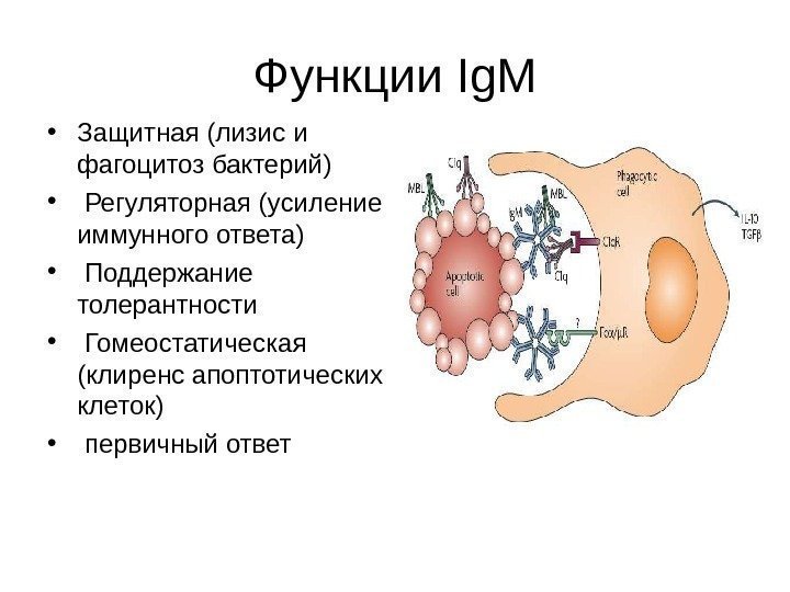 Функции Ig. M • Защитная (лизис и фагоцитоз бактерий) •  Регуляторная (усиление иммунного