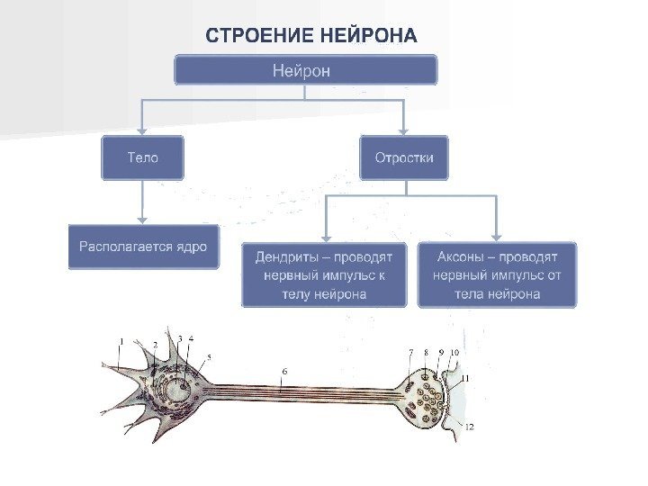 Строение нервных клеток презентация