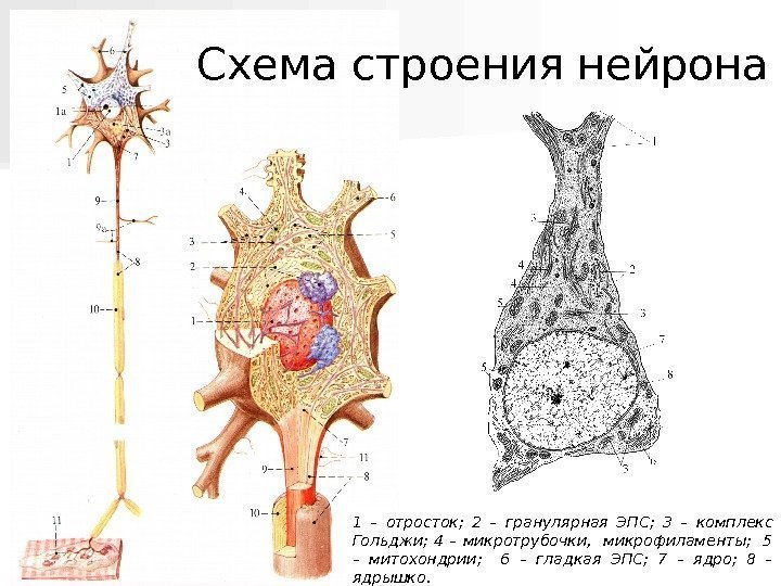   Схема строения нейрона 1 – отросток;  2 – гранулярная ЭПС; 