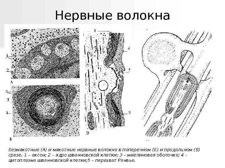   Безмякотные (А) и мякотные нервные волокна в поперечном (Б) и продольном (В)