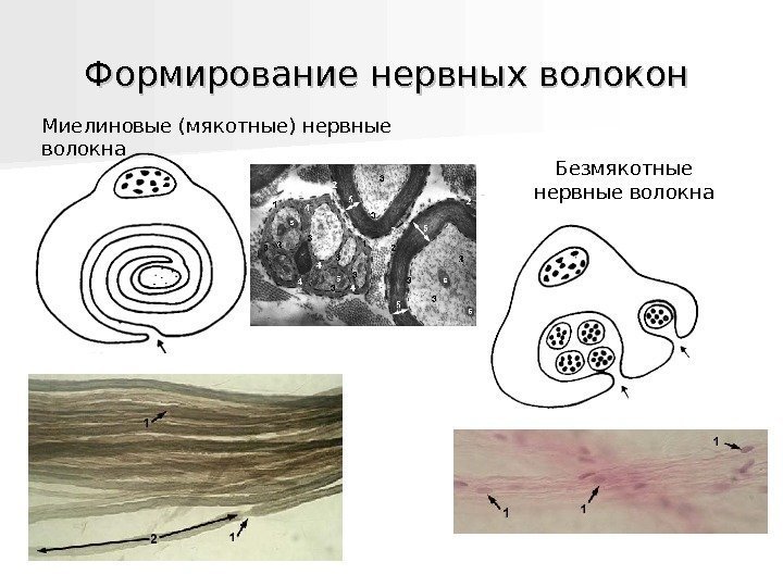   Формирование нервных волокон  Миелиновые (мякотные) нервные волокна Безмякотные  нервные волокна