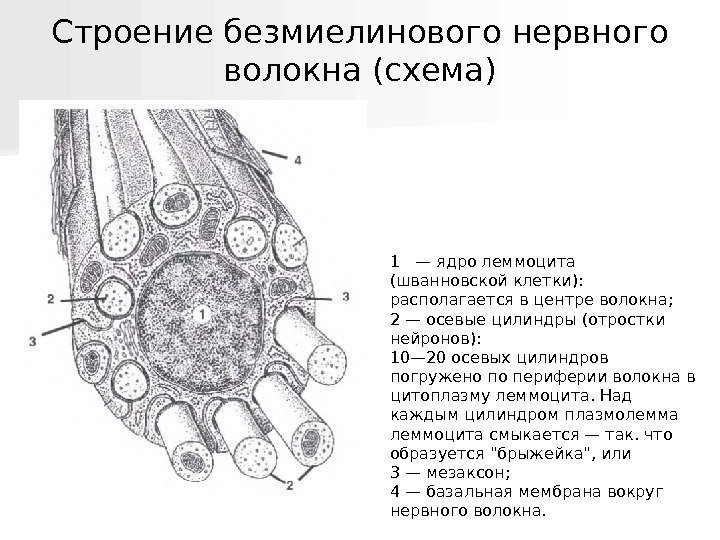   Строение безмиелинового нервного волокна (схема) 1  — ядро леммоцита (шванновской клетки):