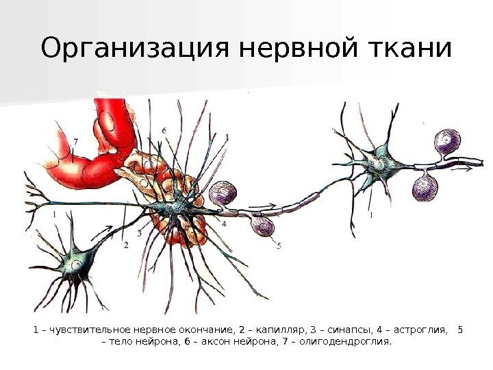   Организация нервной ткани 1 – чувствительное нервное окончание, 2 – капилляр, 3