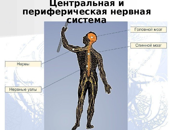  Центральная и периферическая нервная система 