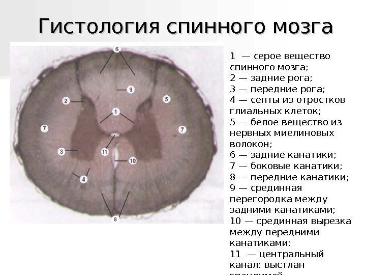   Гистология спинного мозга 1 — серое вещество спинного мозга; 2 — задние