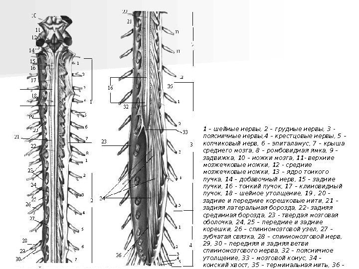   1 – шейные нервы, 2 – грудные нервы, 3 - поясничные нервы,