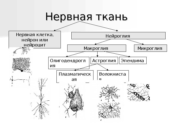   Нервная ткань Нервная клетка,  нейрон или нейроцит Нейроглия Макроглия Микроглия Астроглия