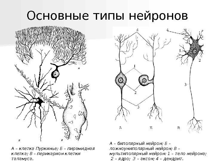   А – биполярный нейрон; Б – ложноуниполярный нейрон; В – мультиполярный нейрон: