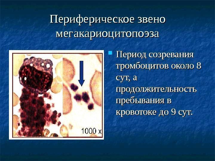 Периферическое звено мегакариоцитопоэза Период созревания тромбоцитов около 8 сут, а продолжительность пребывания в кровотоке