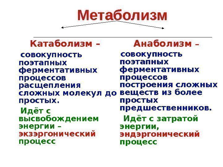 Метаболизм Катаболизм – совокупность поэтапных ферментативных процессов расщепления сложных молекул до простых. Идёт с