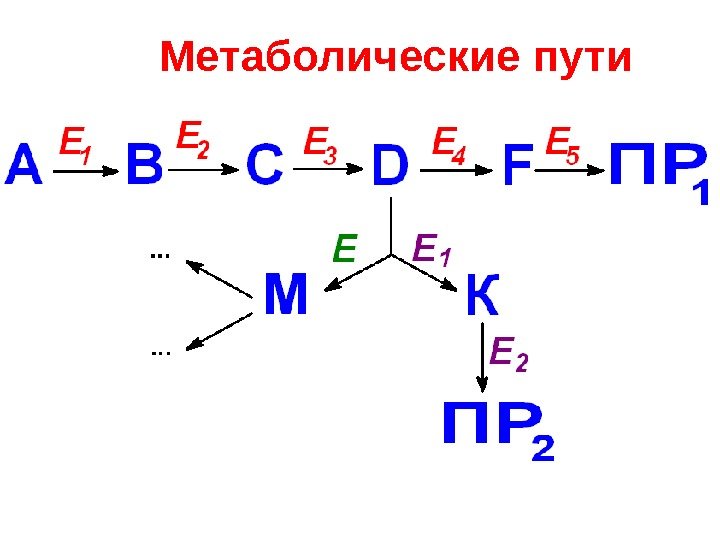 Метаболические пути 